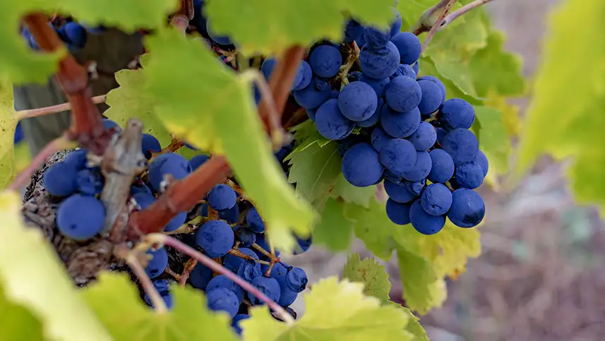 Imagen de la uva tempranillo con la que se hace el vino tempranillo