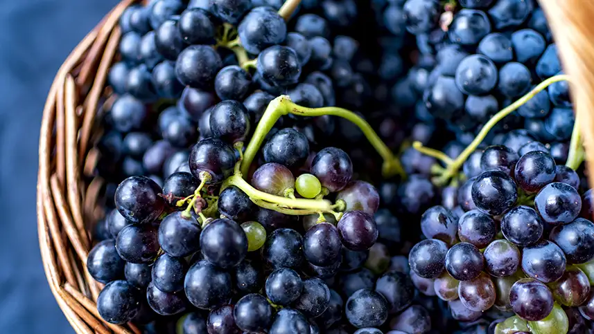 Tempranillo grapes with which Tempranillo wine is made