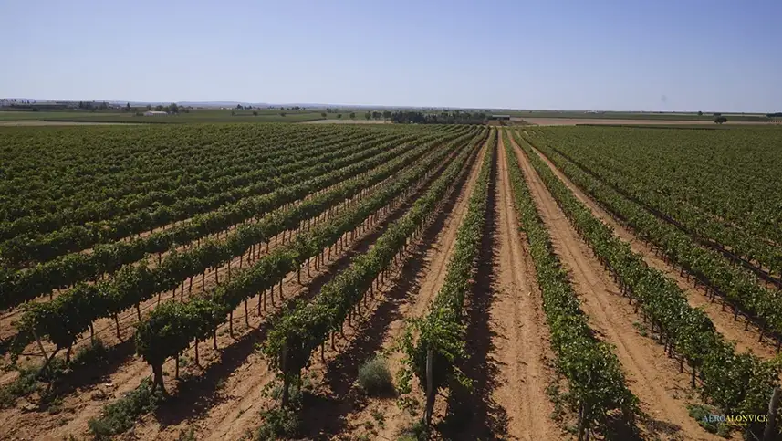 Vineyard with Tempranillo grapes from Bodegas Cristo de la Vega
